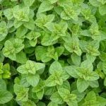 Origanum Vulgare Hot and spicy