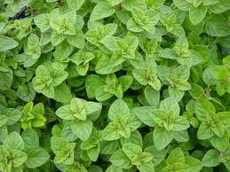 Origanum Vulgare Hot and spicy