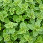 Origanum vulgare 'Aurea' (Közönséges szurokfű)