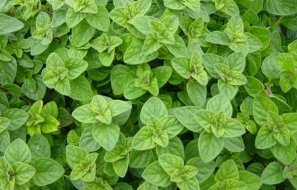 Origanum vulgare 'Aurea' (Közönséges szurokfű)