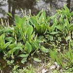 Oronthium aquaticum - Vízi kontyvirág - kerti tavi növény