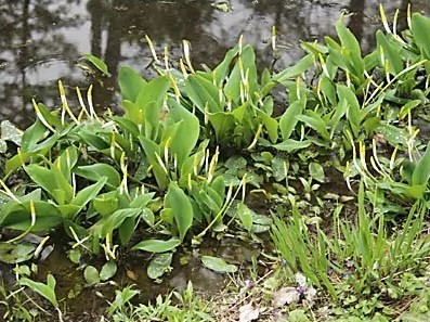 Oronthium aquaticum - Vízi kontyvirág - kerti tavi növény