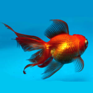 Osztott farkú kerti tavi aranyhal 10-12cm