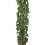 PHILODENDRON SCANDENS oszlopos