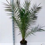 PHOENIX CANARIENSIS