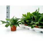 PLATYcerium ALCICORNE