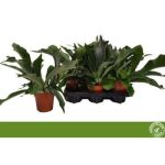 PLATYcerium BIFURCATUM