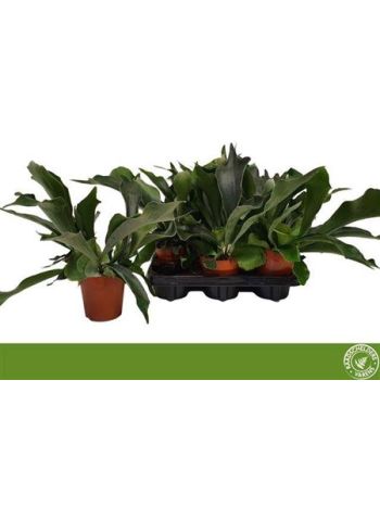 PLATYcerium BIFURCATUM