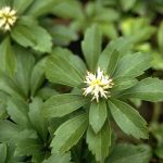 Pachysandra terminalis - Japán kövérke