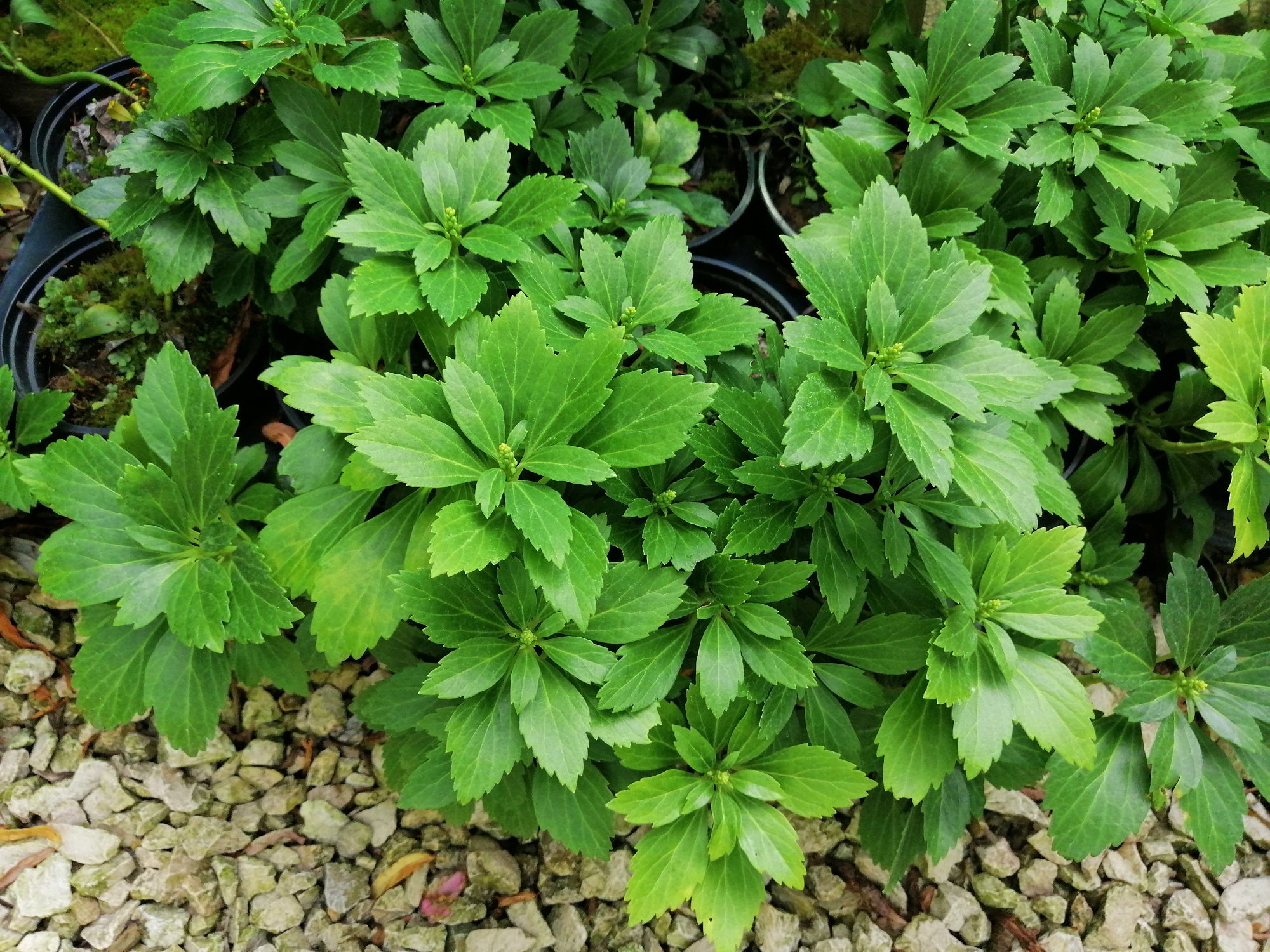 smartcapture Pachysandra terminalis 'Green Carpet' - Rombusz alakú levelű japán kövérke