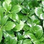 Pachysandra terminalis 'Green Sheen' -