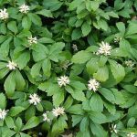 Pachysandra terminalis 'Green Sheen' (Japán kövérke)