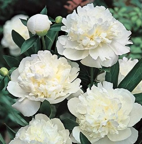 PaeoniaOfficinalisAlbaPlena Paeonia officinalis 'Alba Plena' (Kerti bazsarózsa) - Image 1