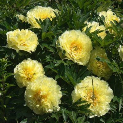 Paeonia itoh 'Yellow Crown' (Illatos bazsarózsa)