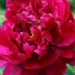 Paeonia lact. Adolphe Rousseau