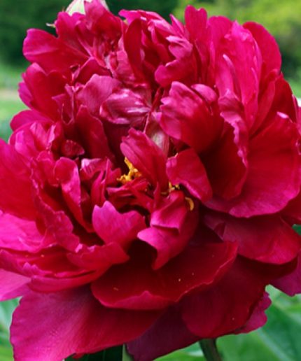 Paeonia lact. Adolphe Rousseau