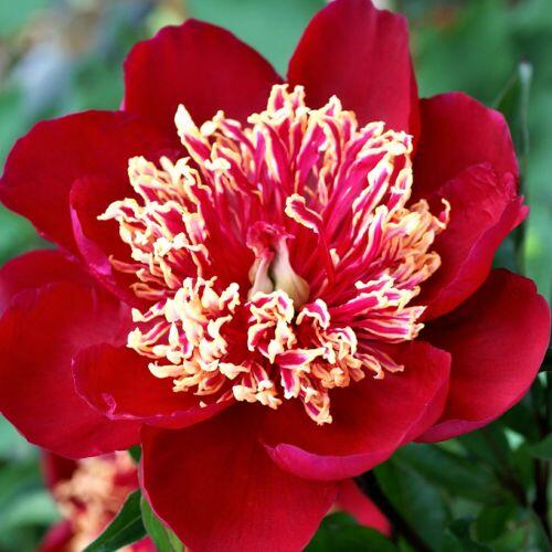 Paeonia lactiflora 'Charles Burgess' (Illatos bazsarózsa)