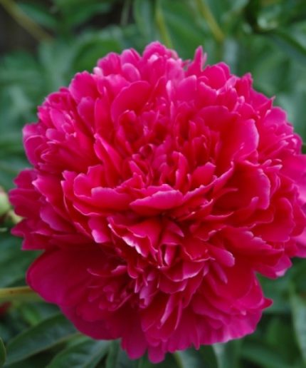 Paeonia lact. Felix Crousse