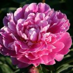 Paeonia lactiflora Gilbert Barthelot - Lágyszárú bazsarózsa