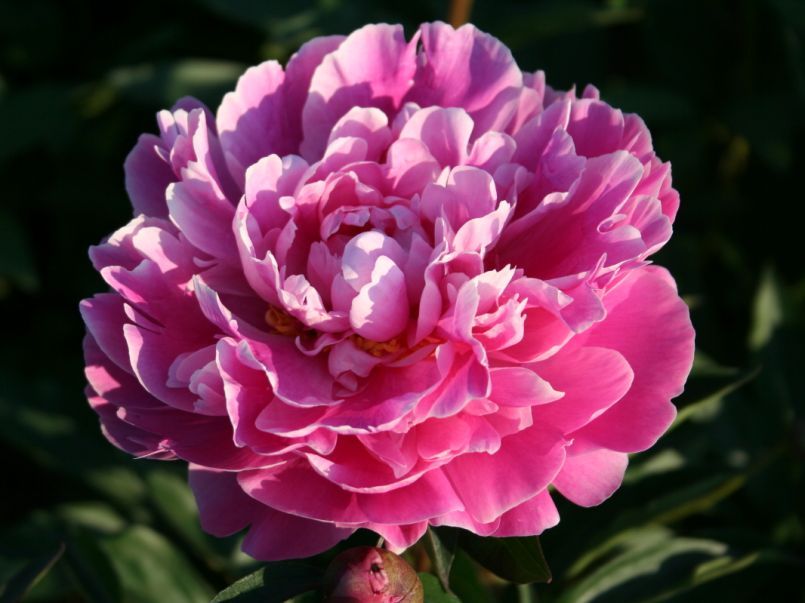 Paeonia_lactiflora_Gilbert_Barthelot_-_Lagyszaru_bazsarozsa Paeonia lactiflora Gilbert Barthelot - Lágyszárú bazsarózsa