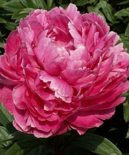 Paeonia lact. Jadwiga