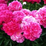 Paeonia lact. Kansas