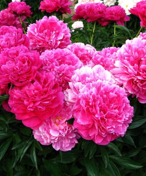 Paeonia_lactiflora_Kansas Paeonia lact. Kansas