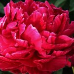 Paeonia lact. Karl Rosenfield