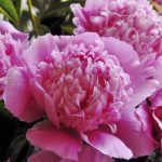 Paeonia lact. Koningin Wilhelmina