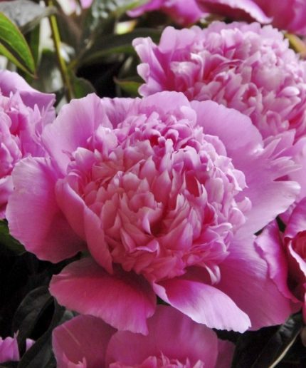 Paeonia lact. Koningin Wilhelmina