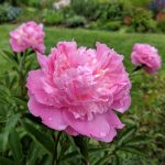 Paeonia lactiflora 'Largo' (Illatos bazsarózsa)