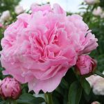 Paeonia lact. Miss Eckhart