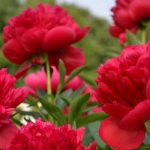 Paeonia lact. Red Magic