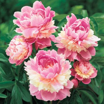Paeonia lactiflora 'Sorbet' (Illatos bazsarózsa)