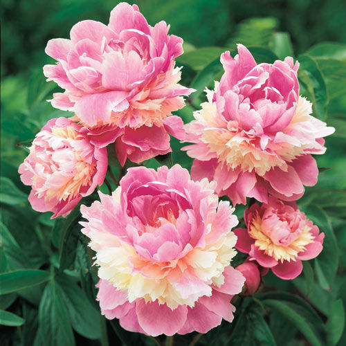 Paeonia lactiflora 'Sorbet' (Illatos bazsarózsa)