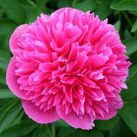 Paeonia_officinalis_Kerti_bazsarozsa_-_3_literes_cserepben Paeonia officinalis (Kerti bazsarózsa)