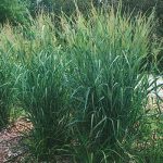 Panicum virgatum 'Dallas Blues' vesszős köles