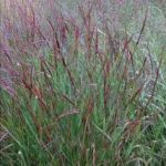 Panicum virgatum 'Squaw'