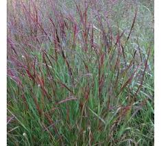 Panicum virgatum 'Squaw'