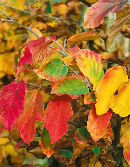 Parrotia persica - Perzsa varázsfa