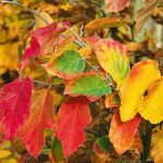 Parrotia persica - Perzsa varázsfa