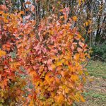 Parrotia persica 'Vanessa' - Oszlopos perzsa varázsfa
