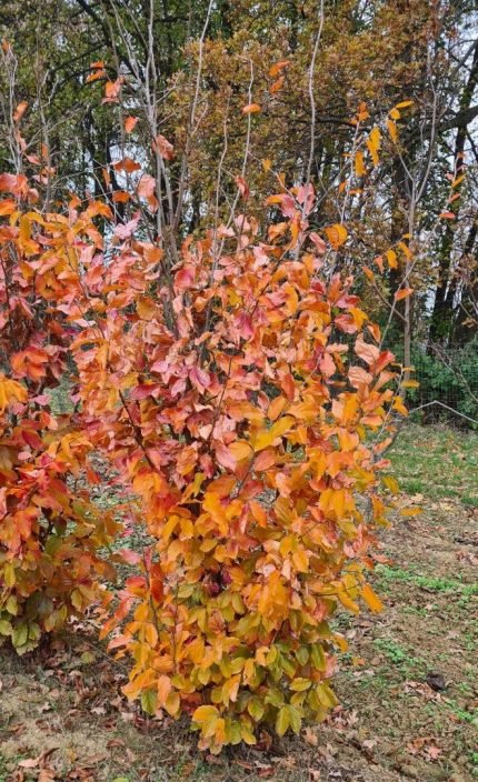 Parrotia persica 'Vanessa' - Oszlopos perzsa varázsfa