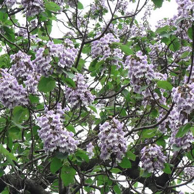 Paulownia_tomentosa_-_Kinai_csaszarfa Paulownia tomentosa - Kínai császárfa