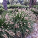 Pennisetum alopecuroides 'Hameln' - Drapp sötétzöld évelő tollborzfű