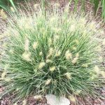 Pennisetum alopecuroides 'Little Honey' (Lámpatisztítófű)
