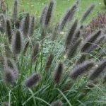 Pennisetum alupecuroides 'Black Beauty' Tollborzfű