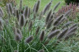 Pennisetum alupecuroides 'Black Beauty' Tollborzfű