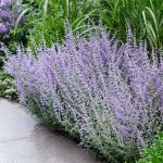 Perovskia atriplicifolia 'Prime Time'®  -