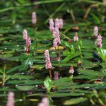 Persicaria amphibium (Vidrakeserűfű)